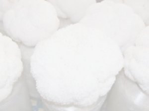 画像2: やまぶしたけ種菌［オガ1500cc］