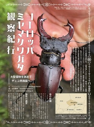 むし社 BE・KUWA（ビークワ）