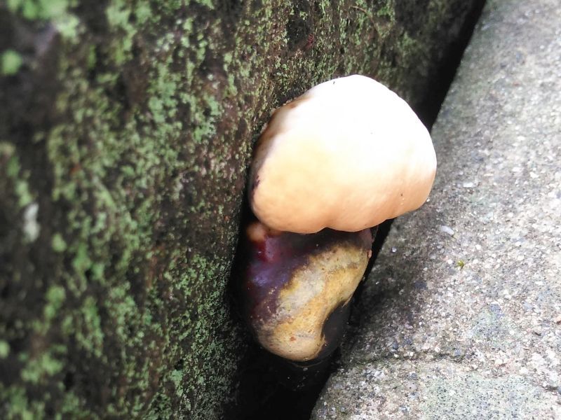 画像: 万年茸（霊芝）が生えてきた！